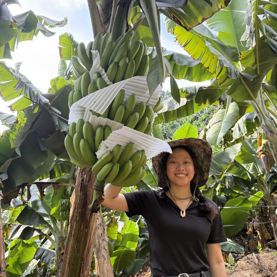 中越边境卢大妹高山生态香蕉