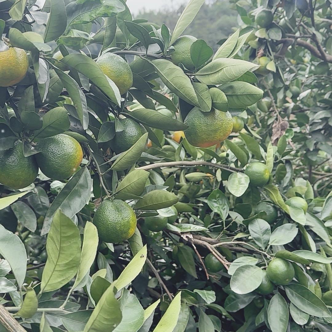 馨儿馨