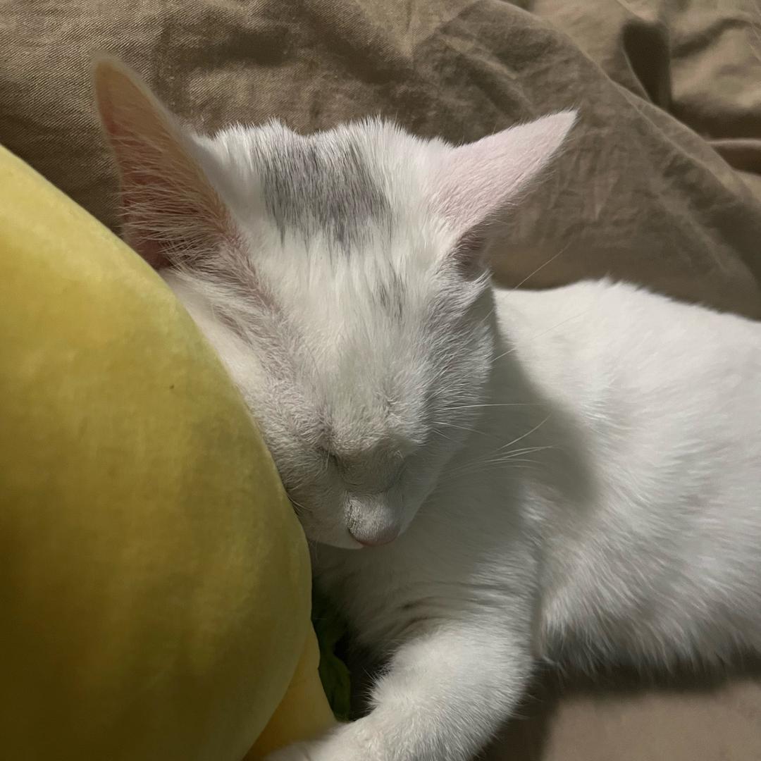 猫兔铲屎官的店