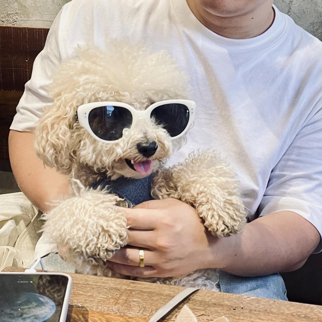 蛋蛋是只泰迪熊