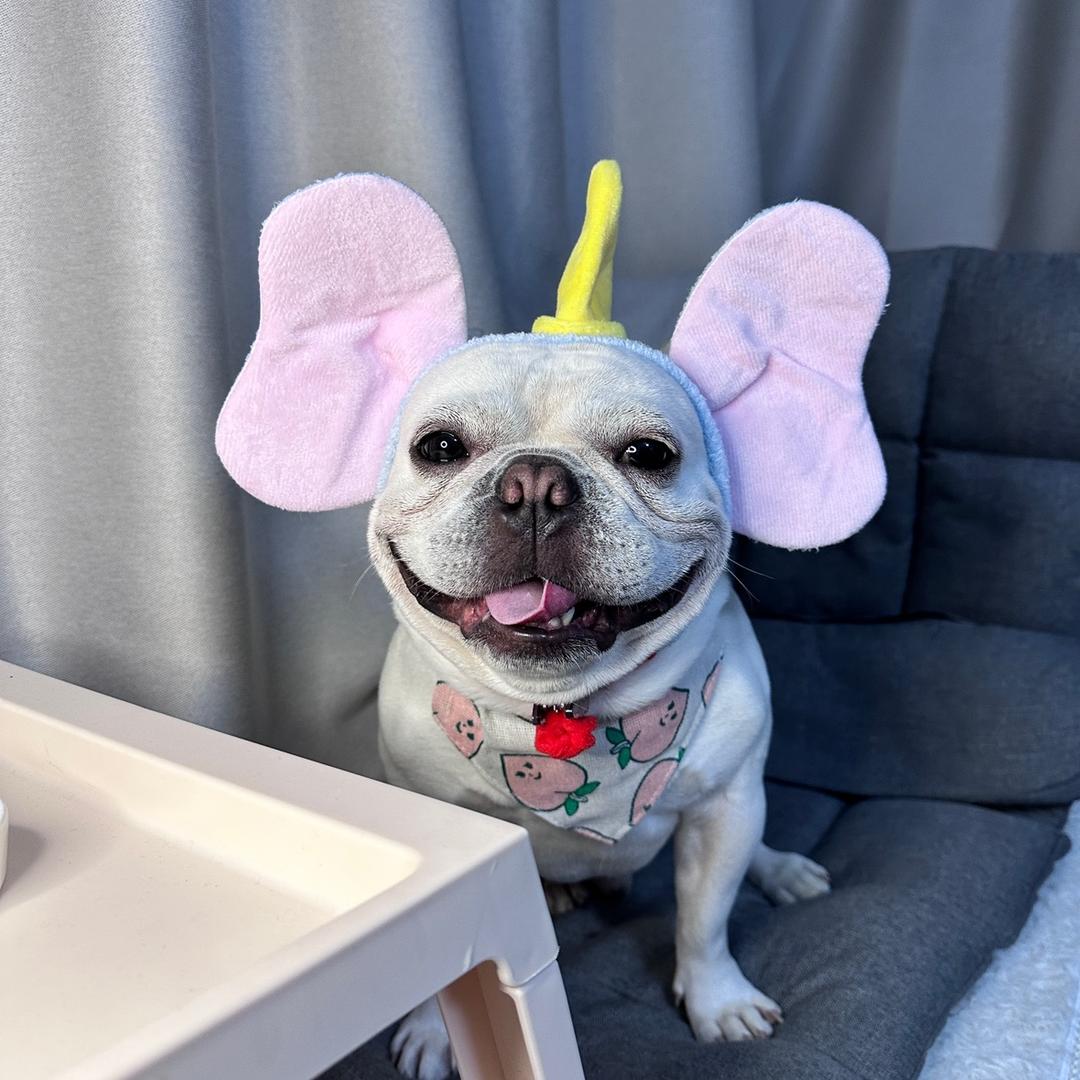胡坨坨🐷