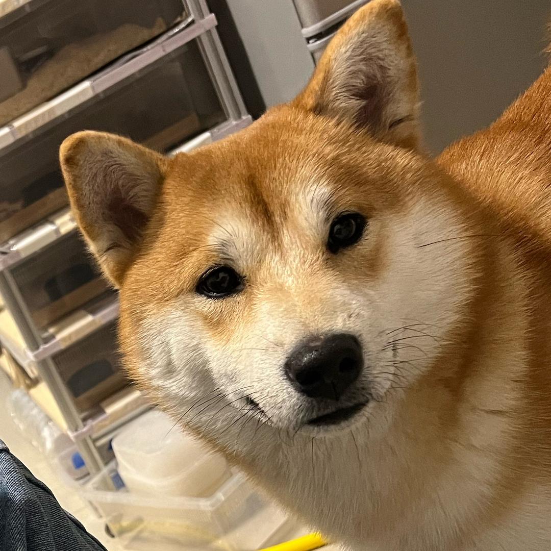 月亮蓝蓝的小小爬店呀