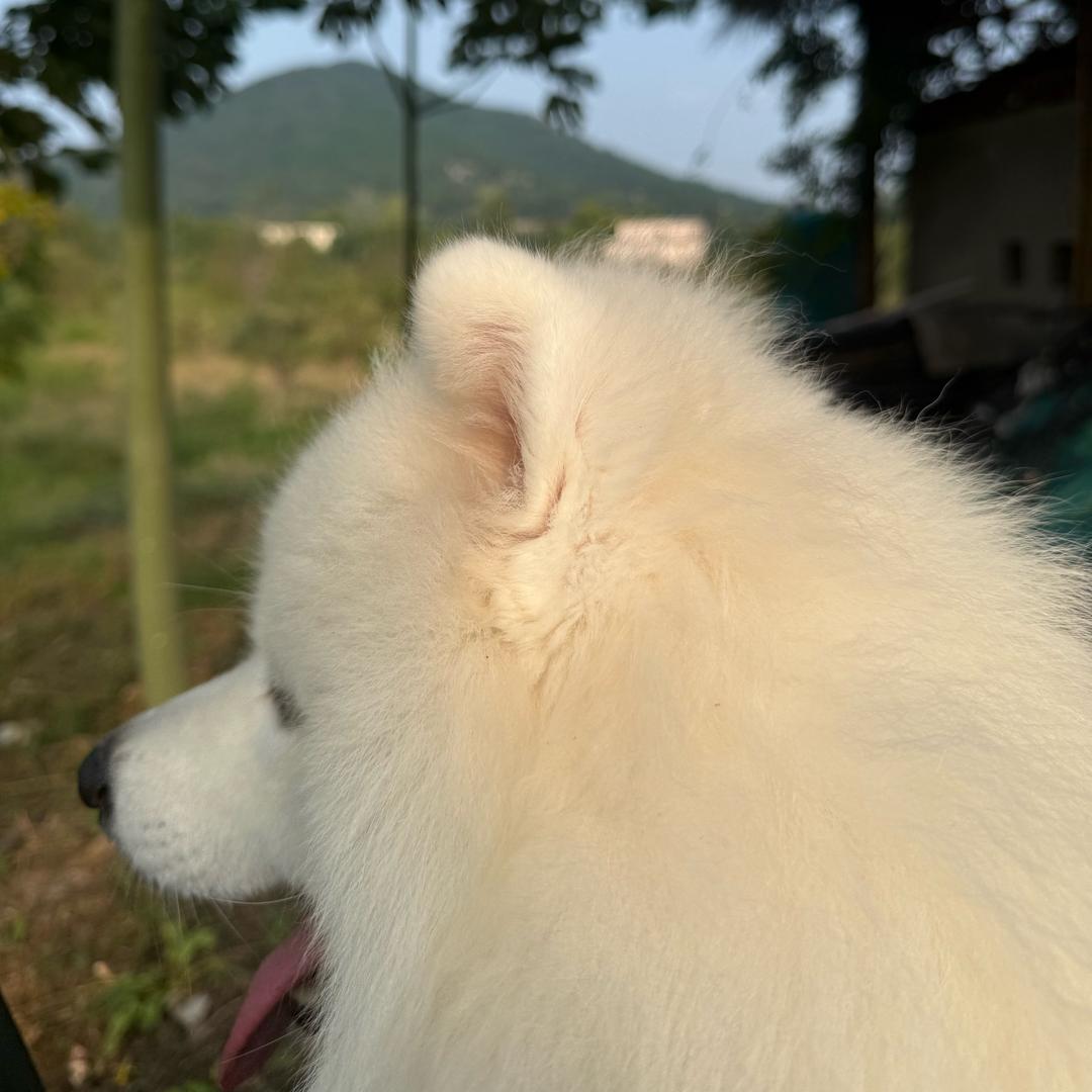 大大大H