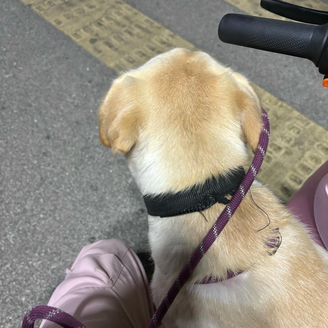 浅夏妹妹
