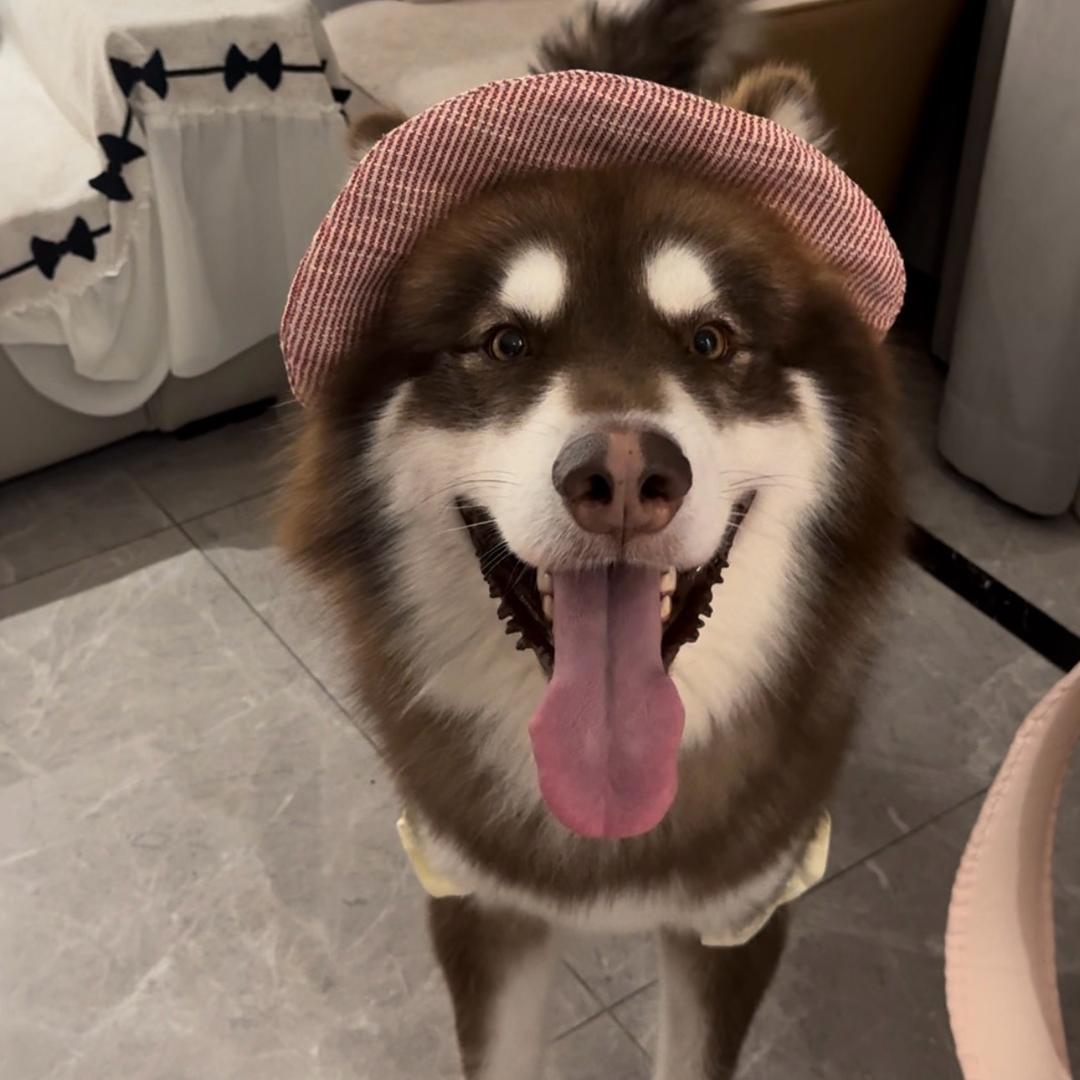 🐶🐶八戒