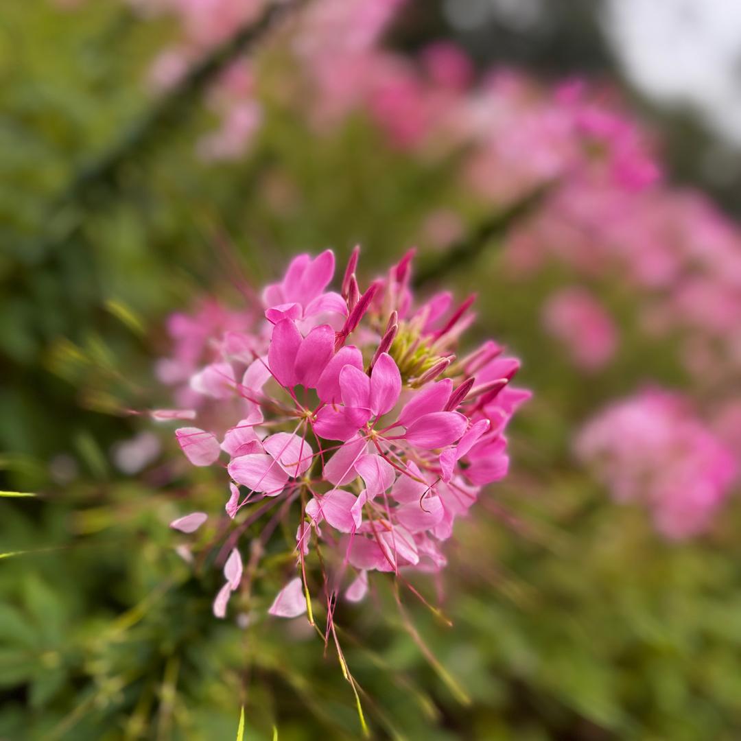 花开富贵头像