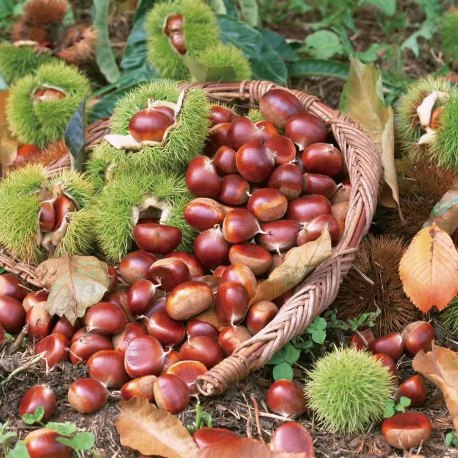 兖州区刘大姐炒货