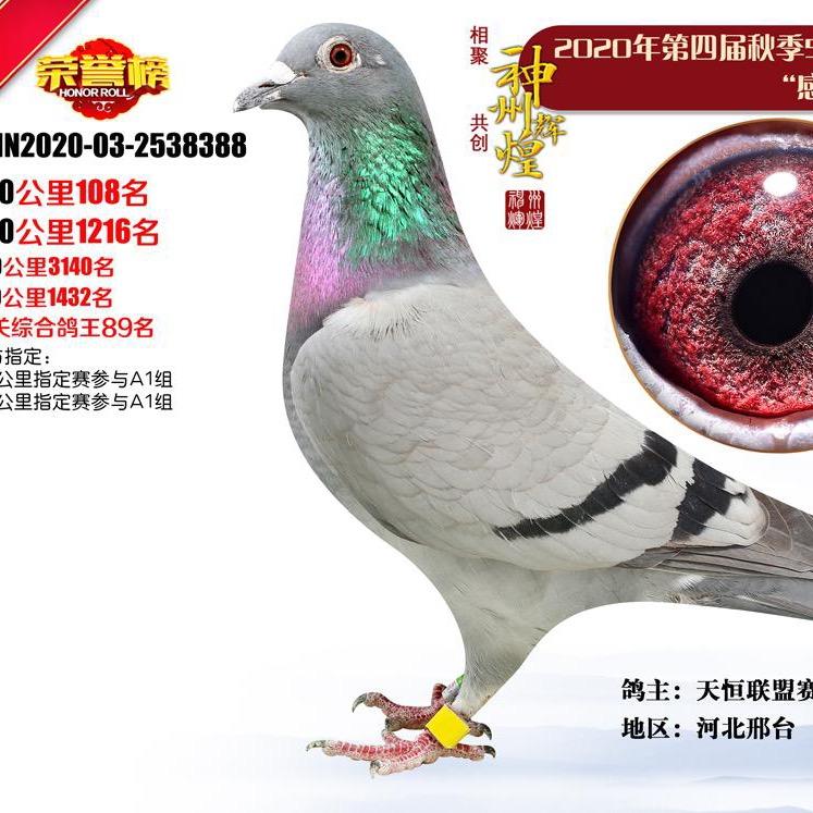 天恒鸽苑