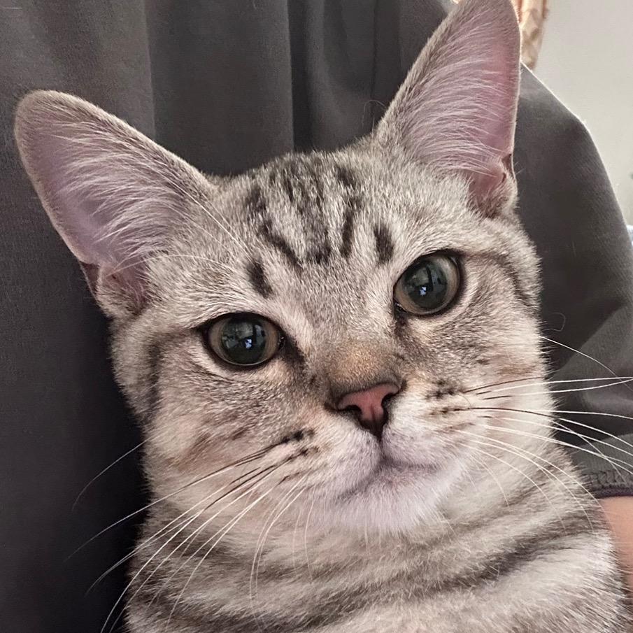 养鱼的老猫