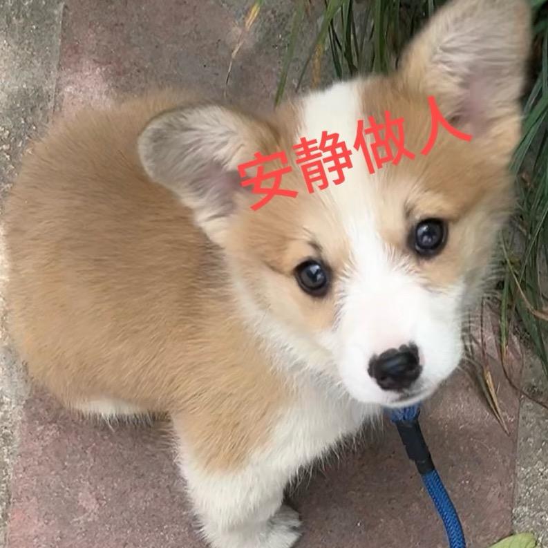 臭养柯基了