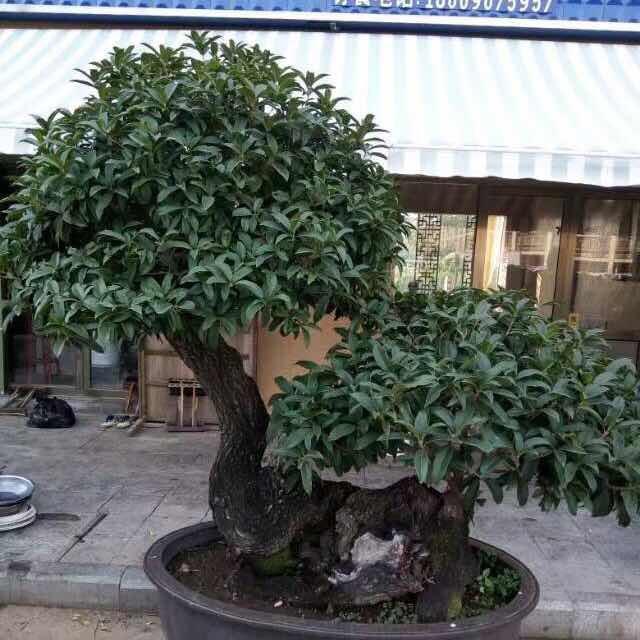 李发财