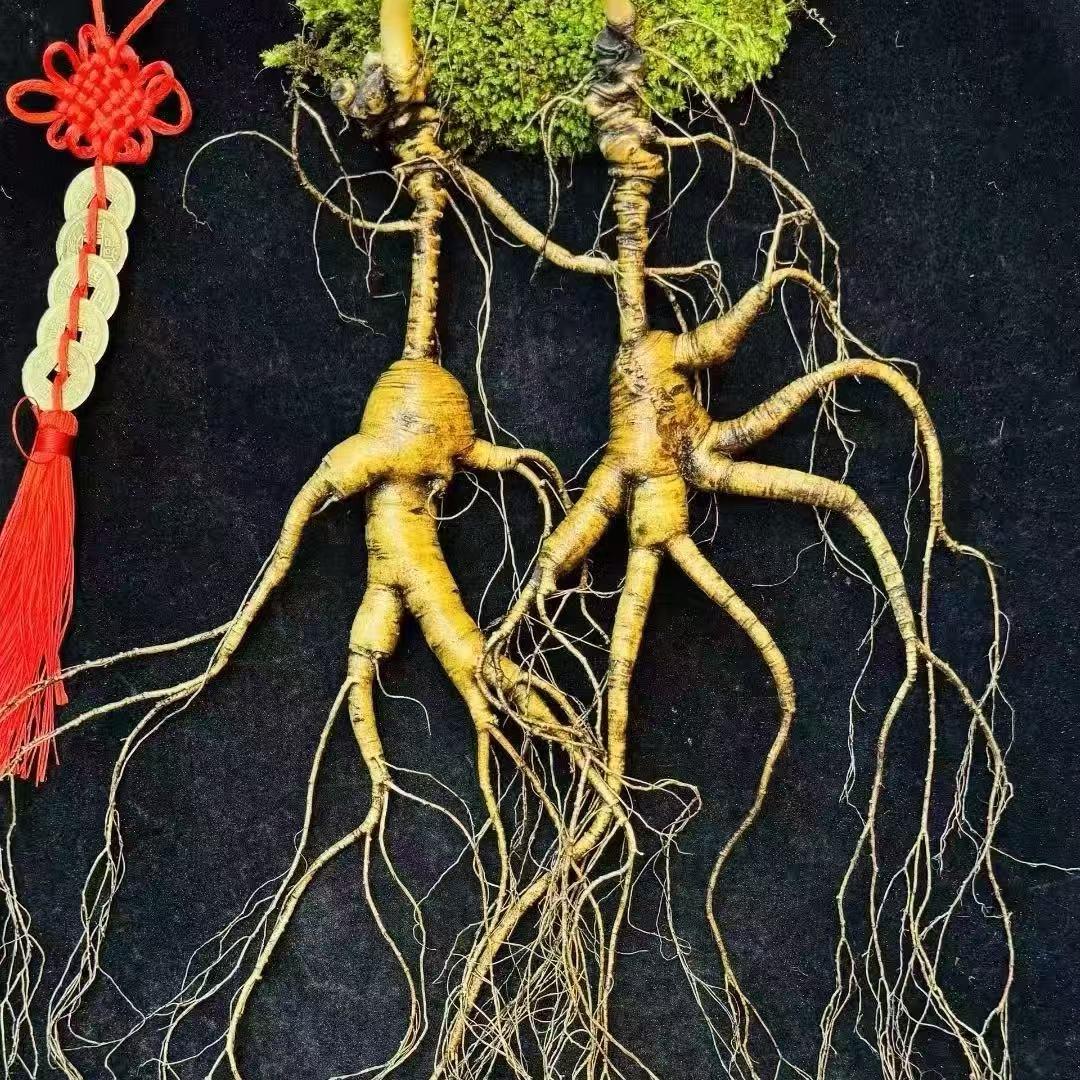 长白山小凯参茸
