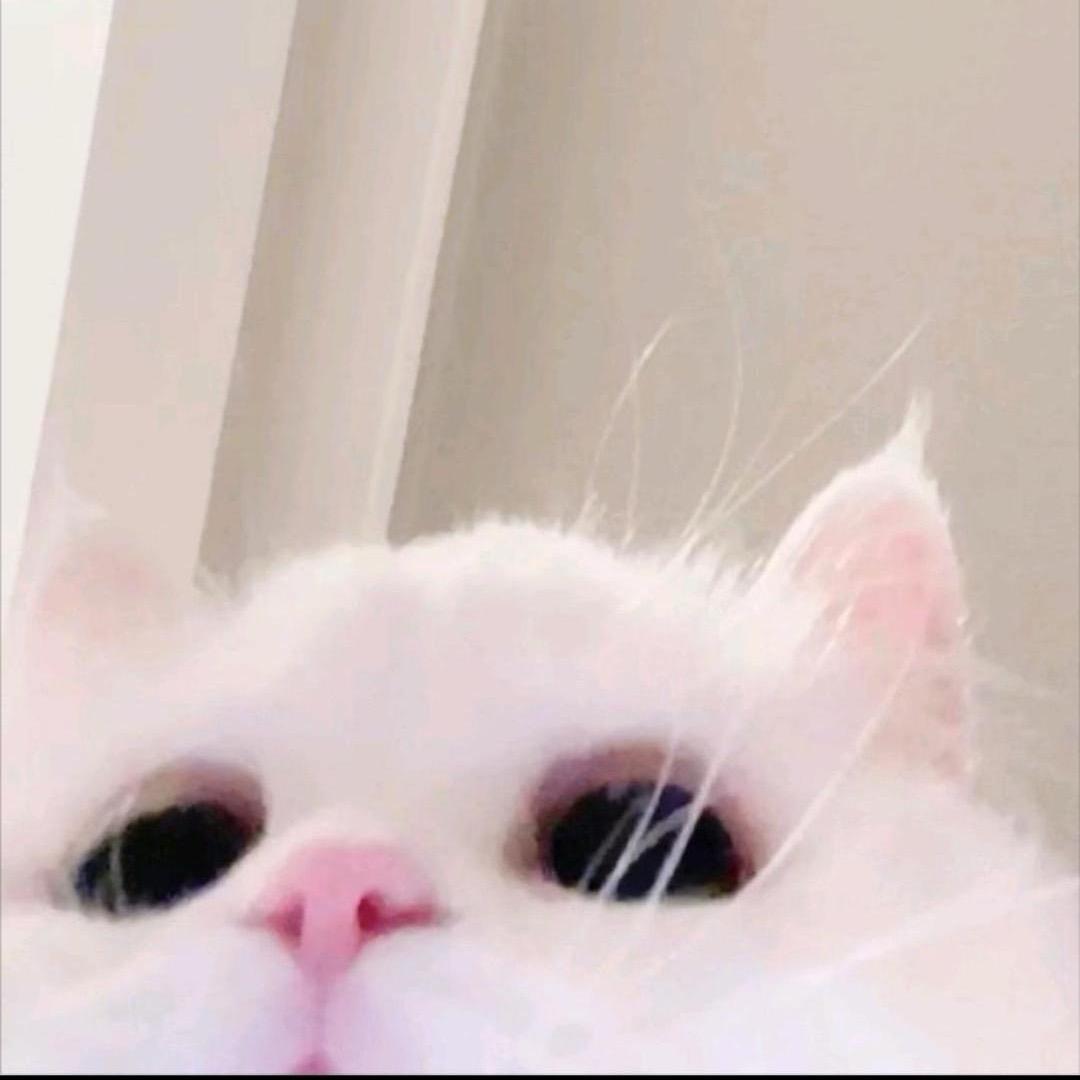 妃不妃