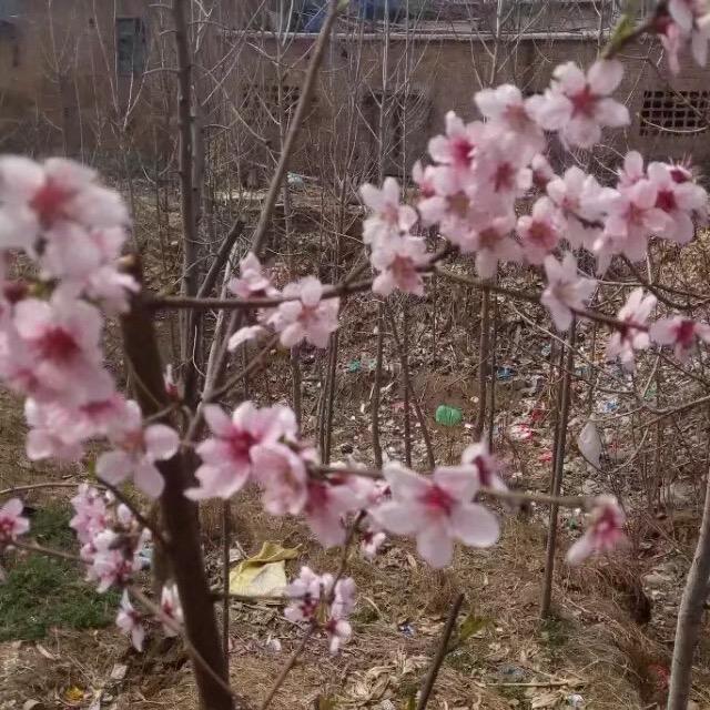 大鹏🦅翅
