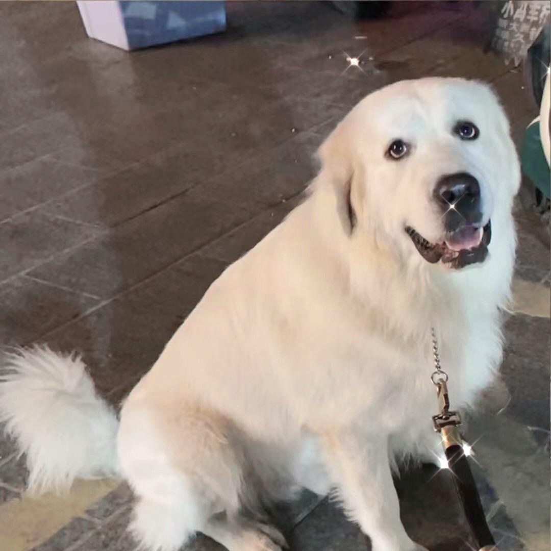 大白熊犬 壮壮