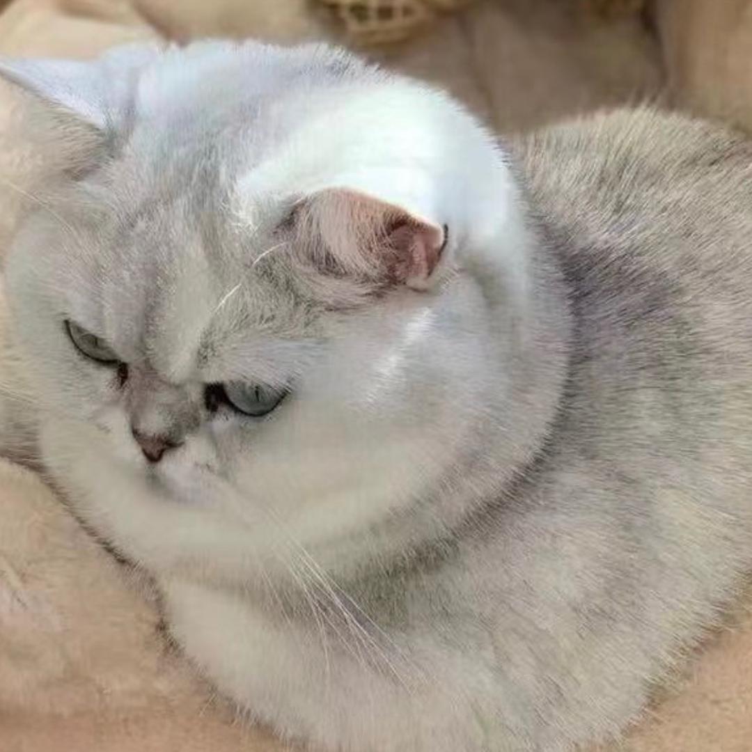 萌宠咪咪和布丁