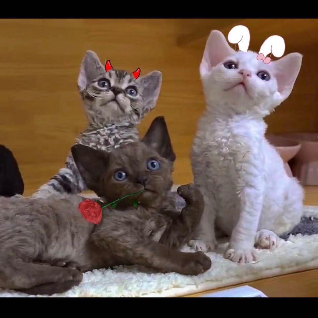 辰溪德文小卷毛3号店