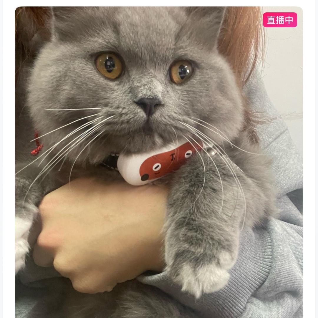 猫猫数码优品