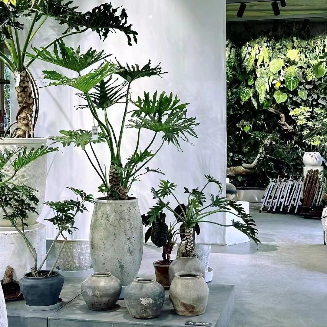 尚景植物空间设计工作室