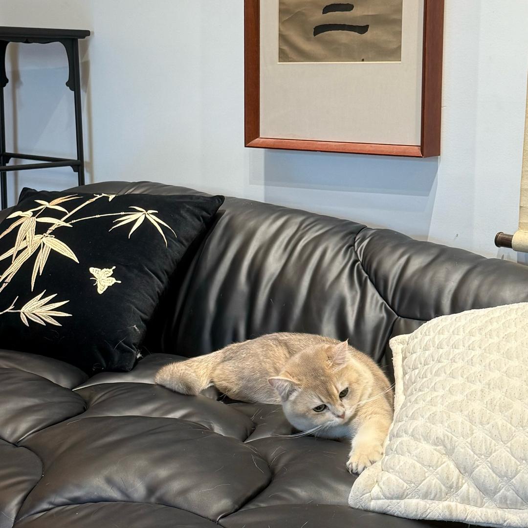 吼🦁