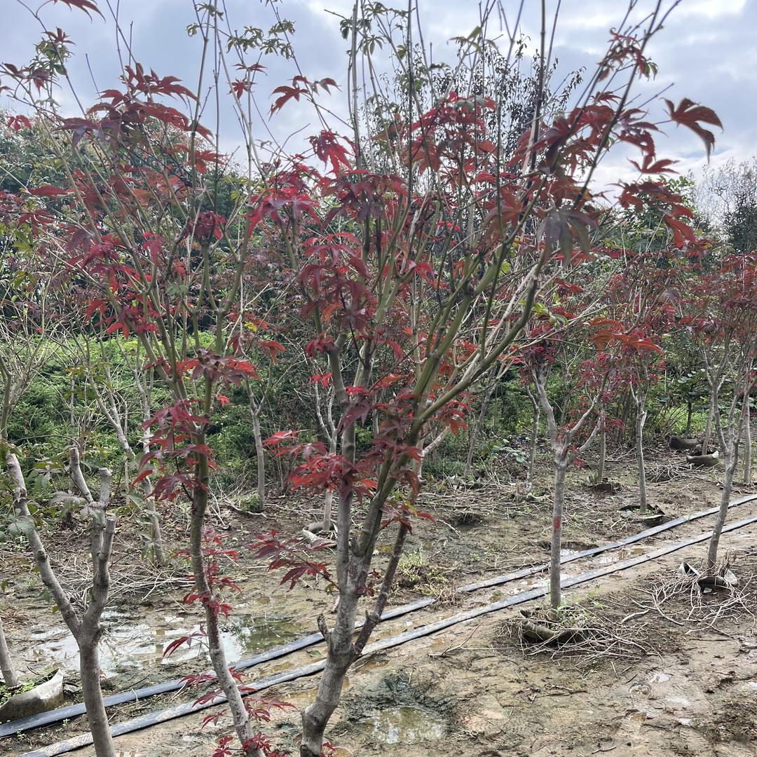 倾源祥花卉经营部