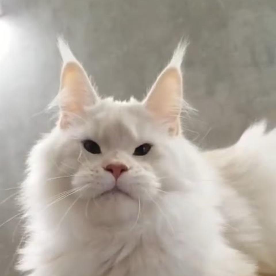 大老张缅因猫 客服号