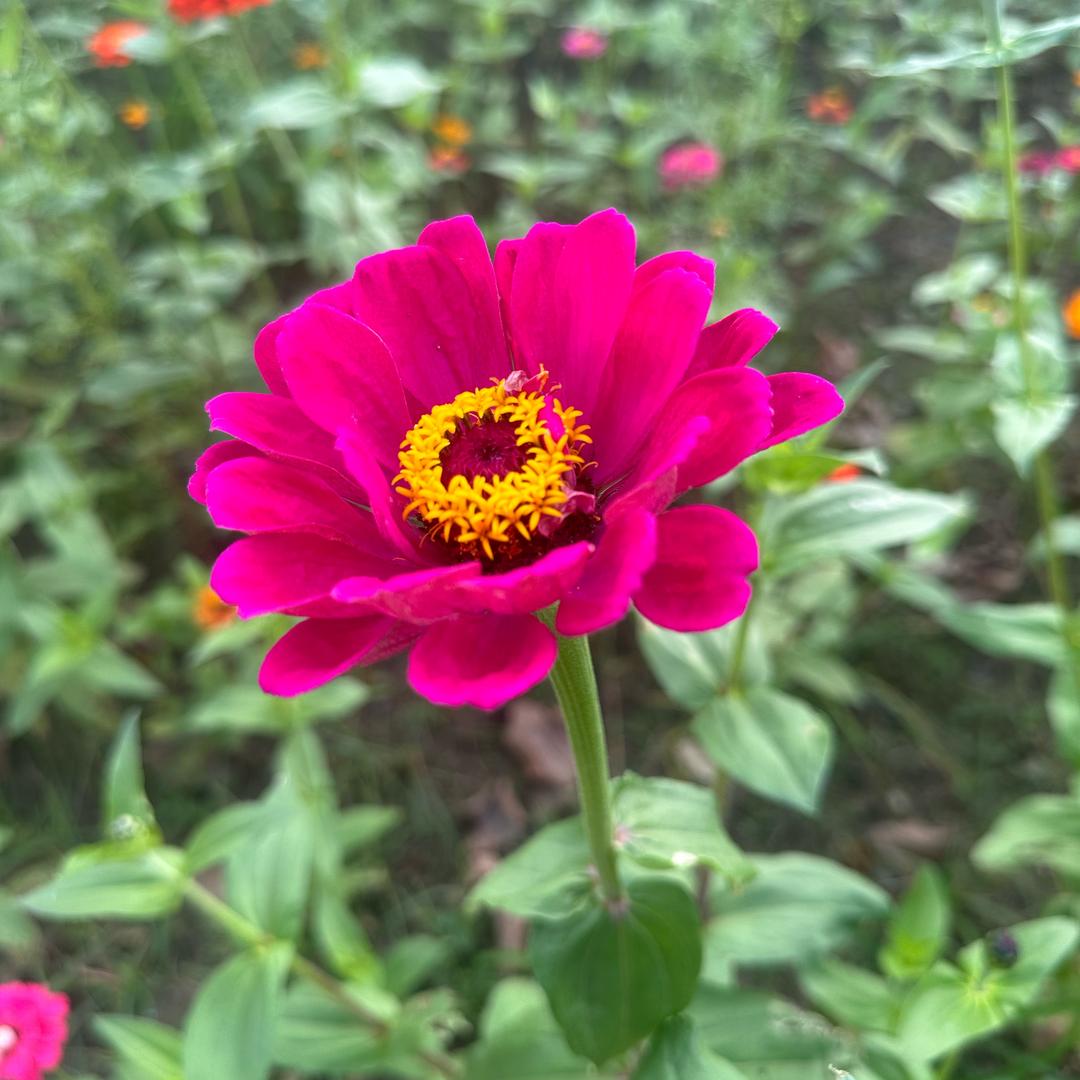 隋芯