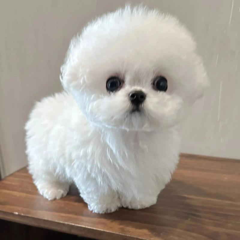 问心萌宠