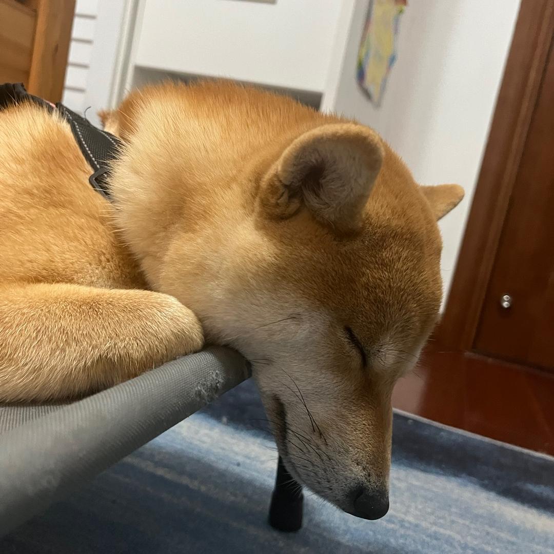 陈苏同学