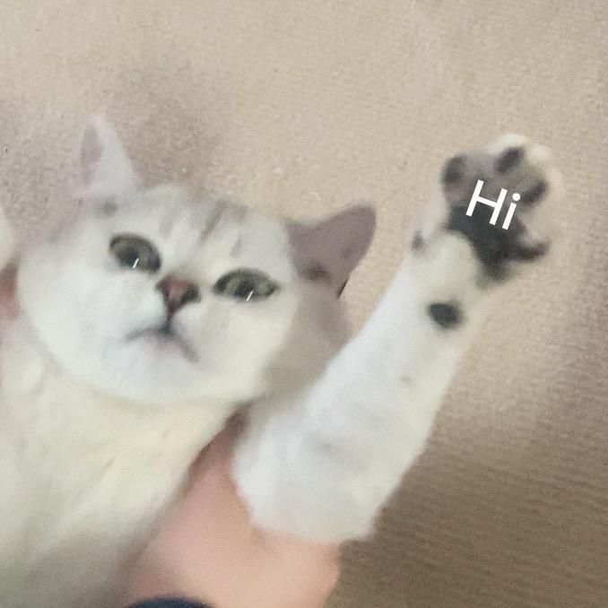 啊哈家的粘粘