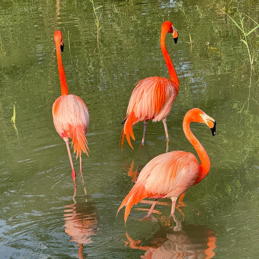 得之我幸，失之我命