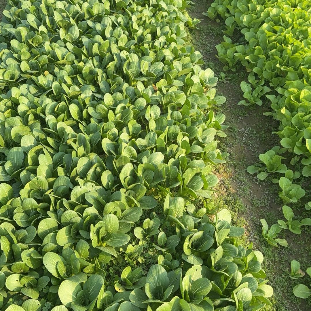 小李在浙江种菜