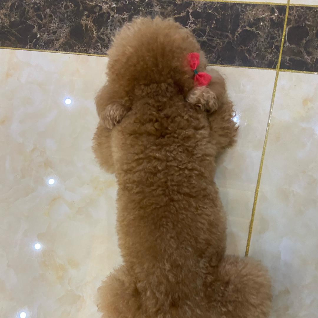 小贝