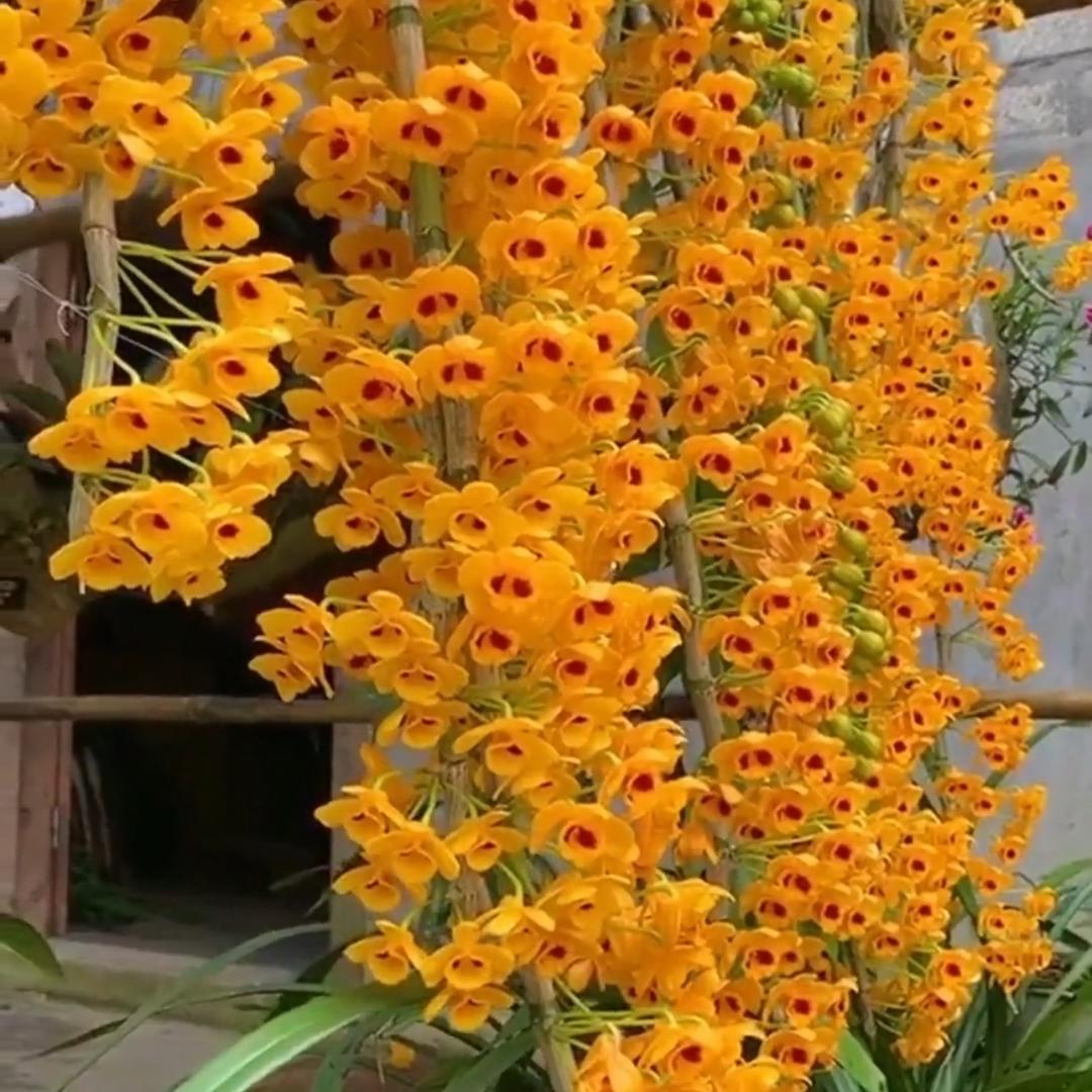 黄老表滇缅山货赶山人2号