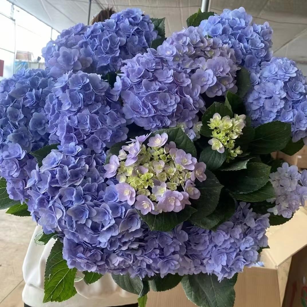 宇辰的花坊