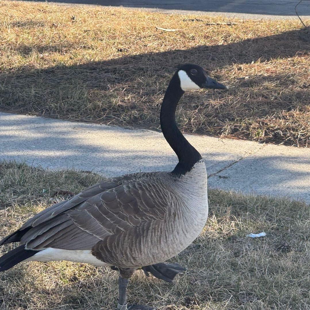 Ella一家在加拿大