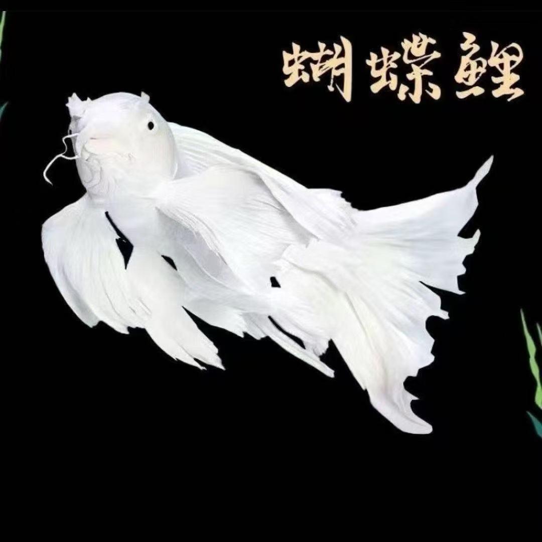 小A蝴蝶鲤水族馆