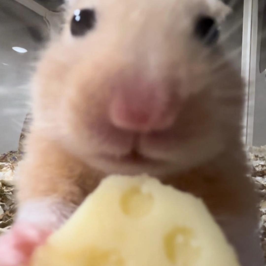 肘子大王(>^ω^<)