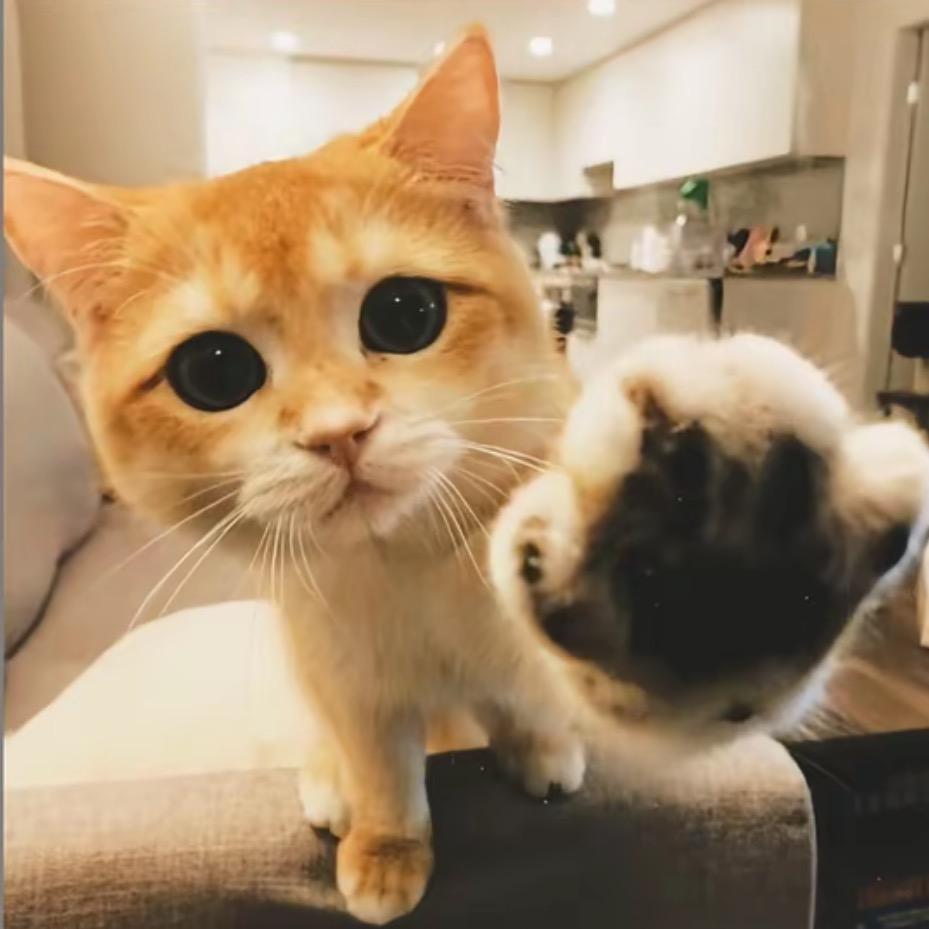 椒椒不是娇娇～