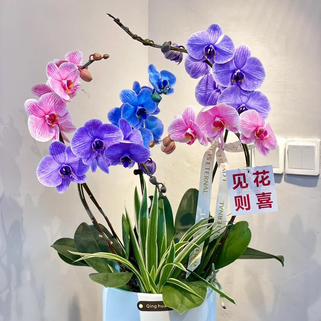 zhu811411