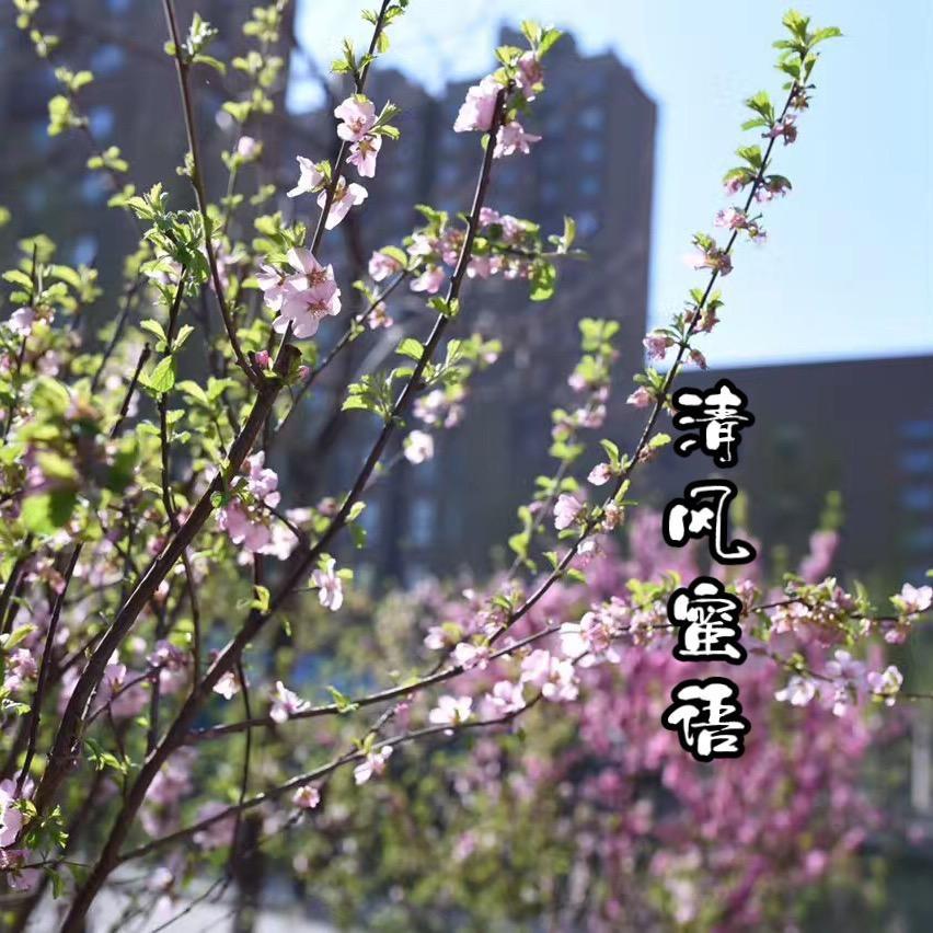 清风蜜语✨