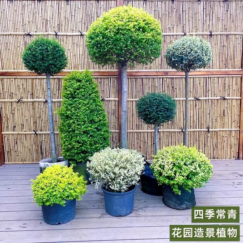 韵沃飞马园艺专卖店