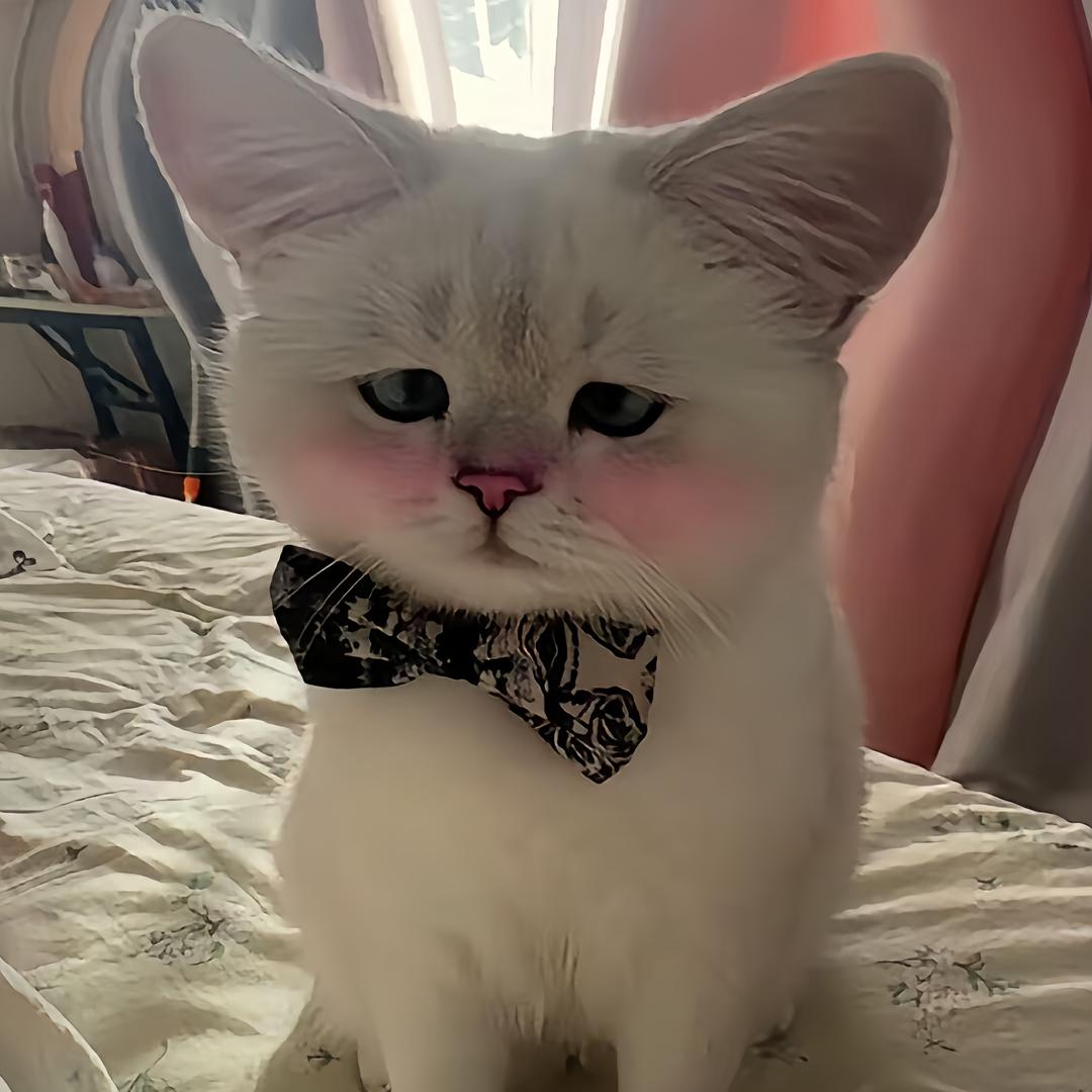 小萌