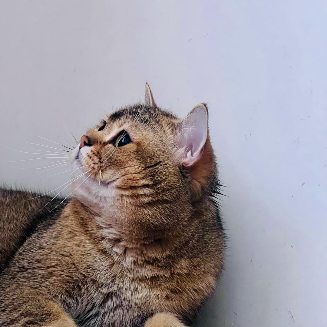 有猫的野人