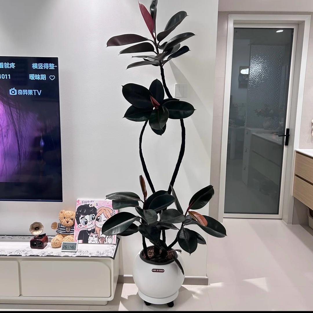 花之鲜园艺