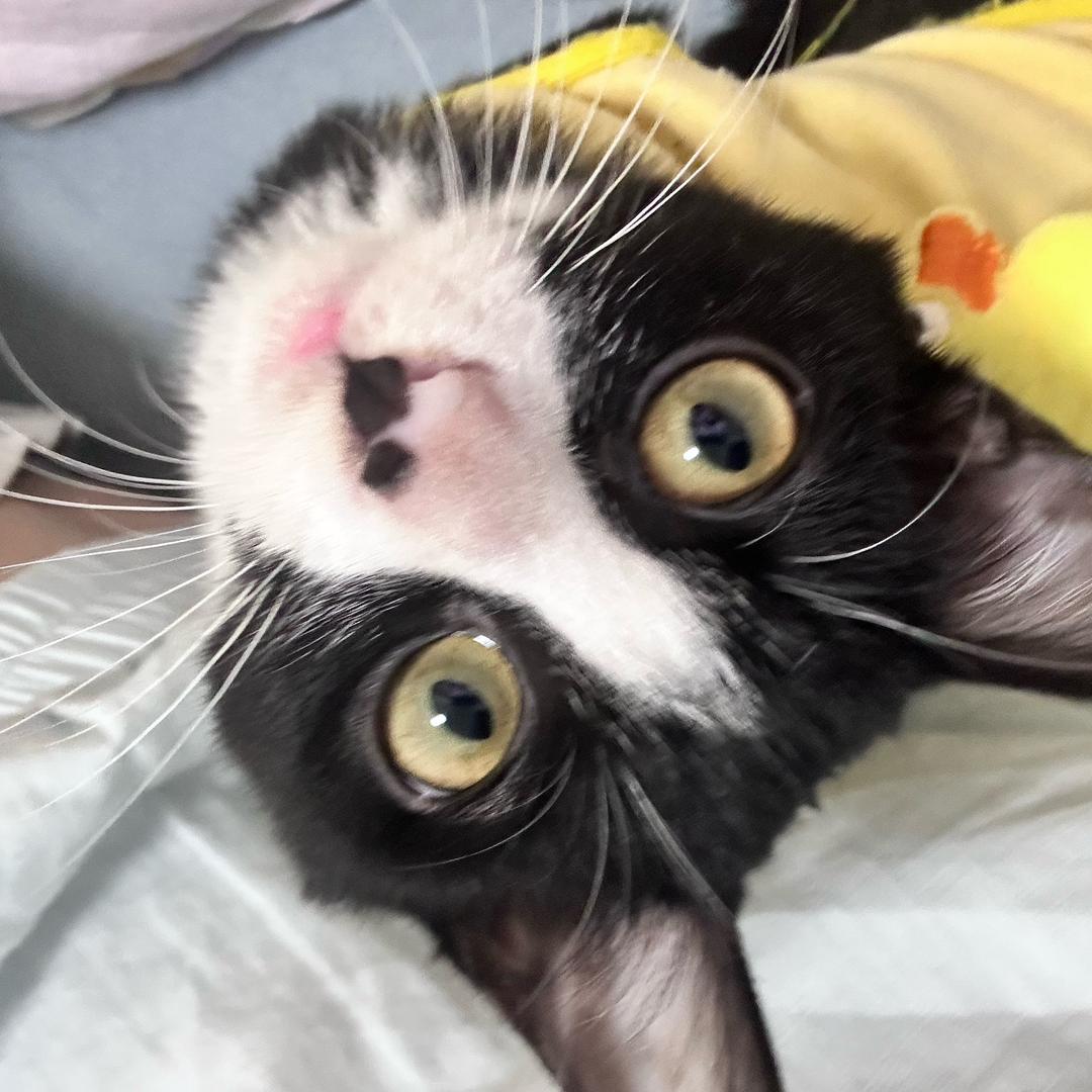 小母牛泡在酒缸