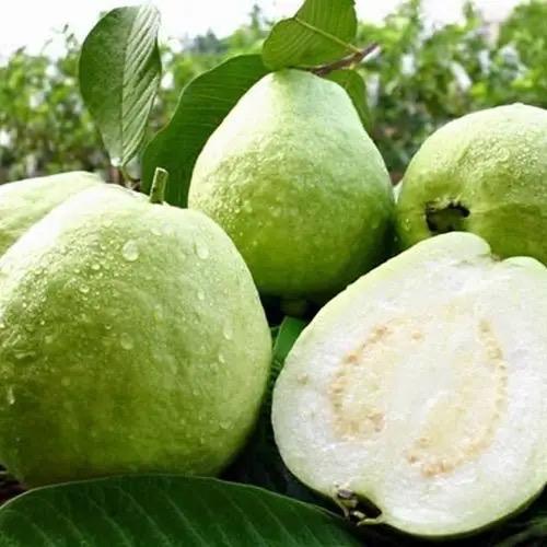 广西果园水果精选