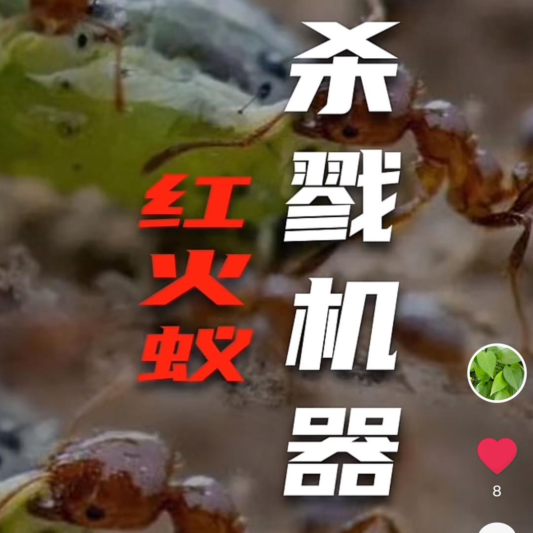 红火蚁那点事儿