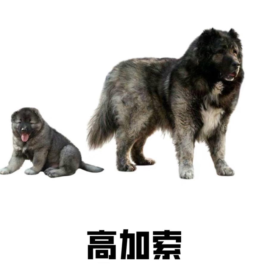 小高高加索犬舍(喜欢🐶关注我)