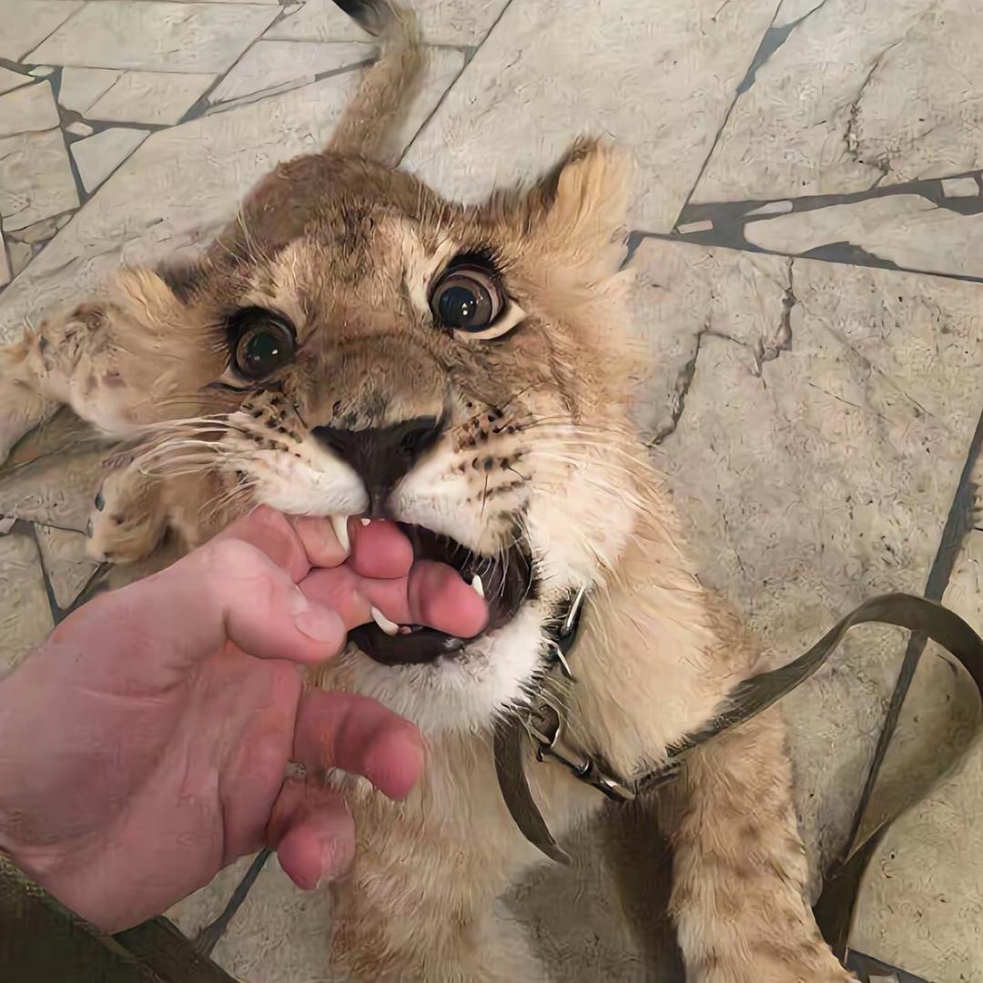 什么都怕